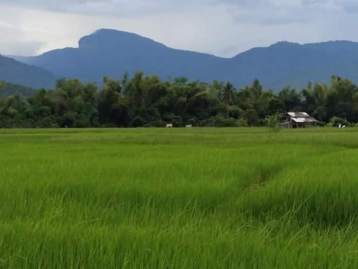 Photo of Others in Chom Thong