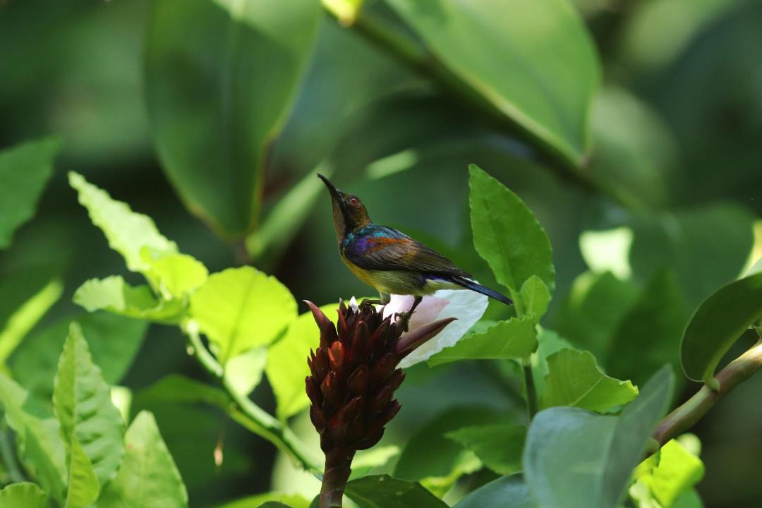 Photo of Others in Khao Lak