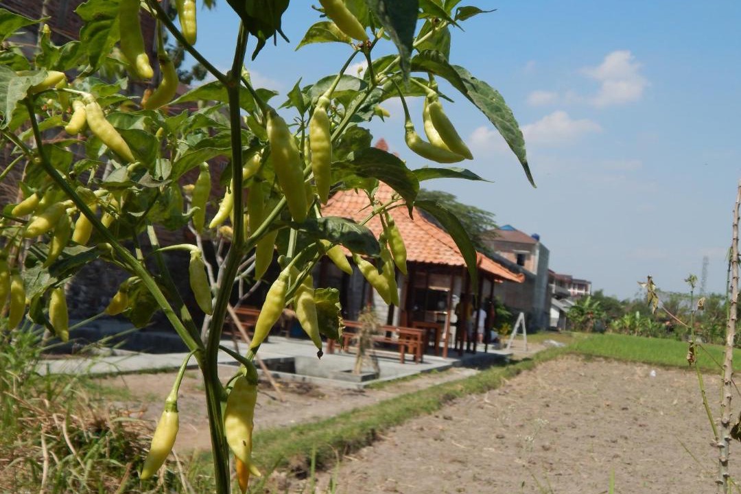 Photo of Others in Sleman