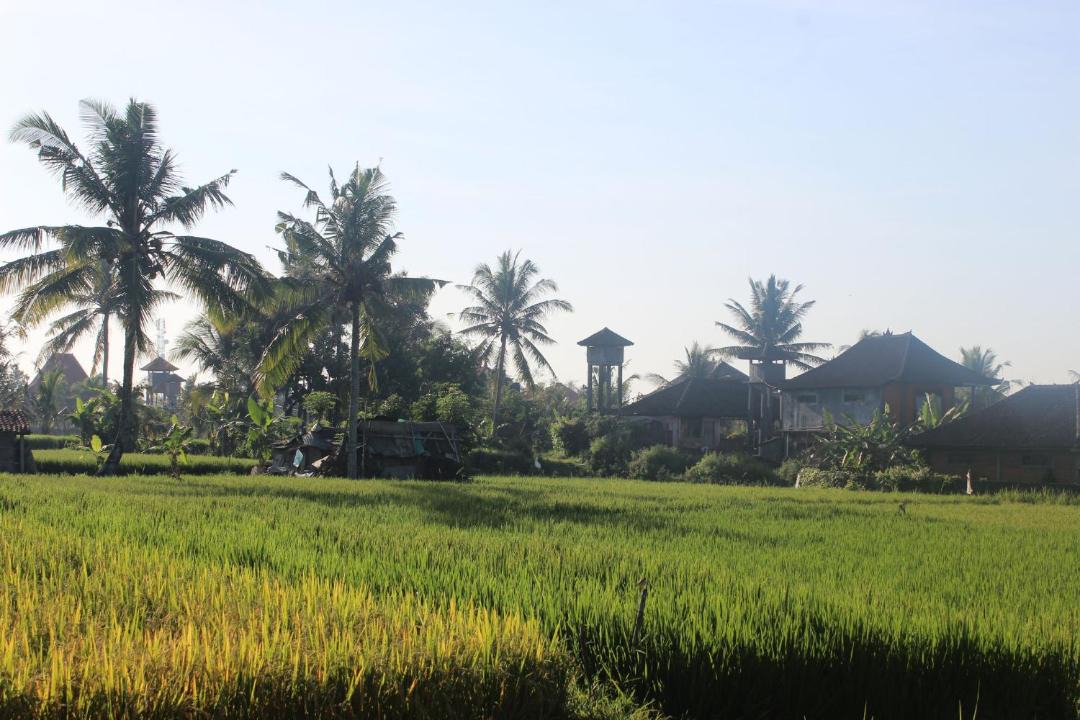 Photo of Others in Ubud City-Centre