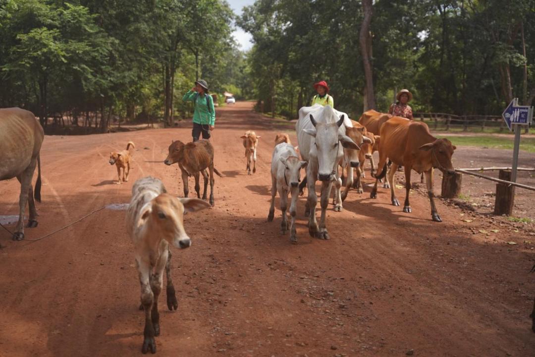 Photo of Others in Taphul Village Area