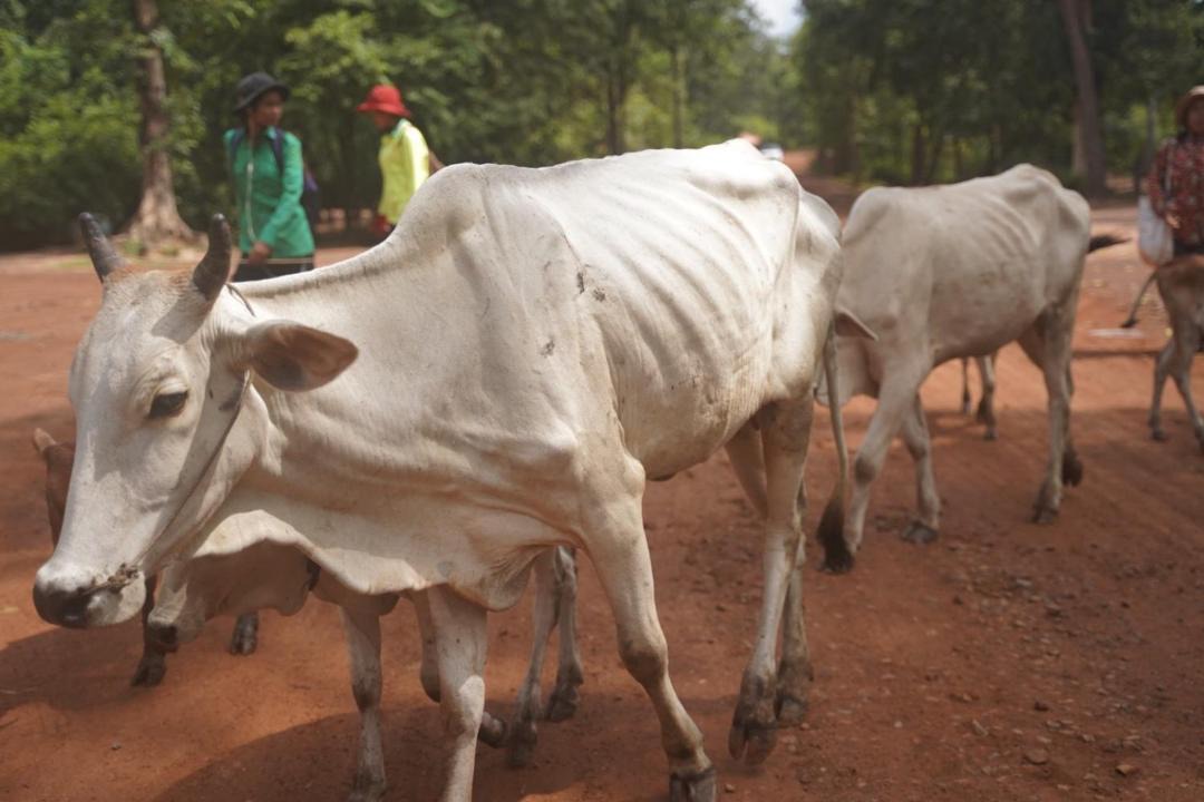 Photo of Others in Taphul Village Area