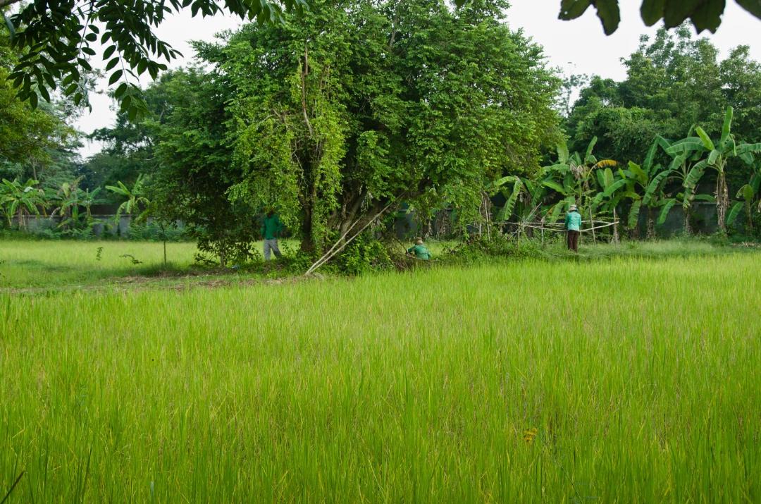 Photo of Others in Svay Pao