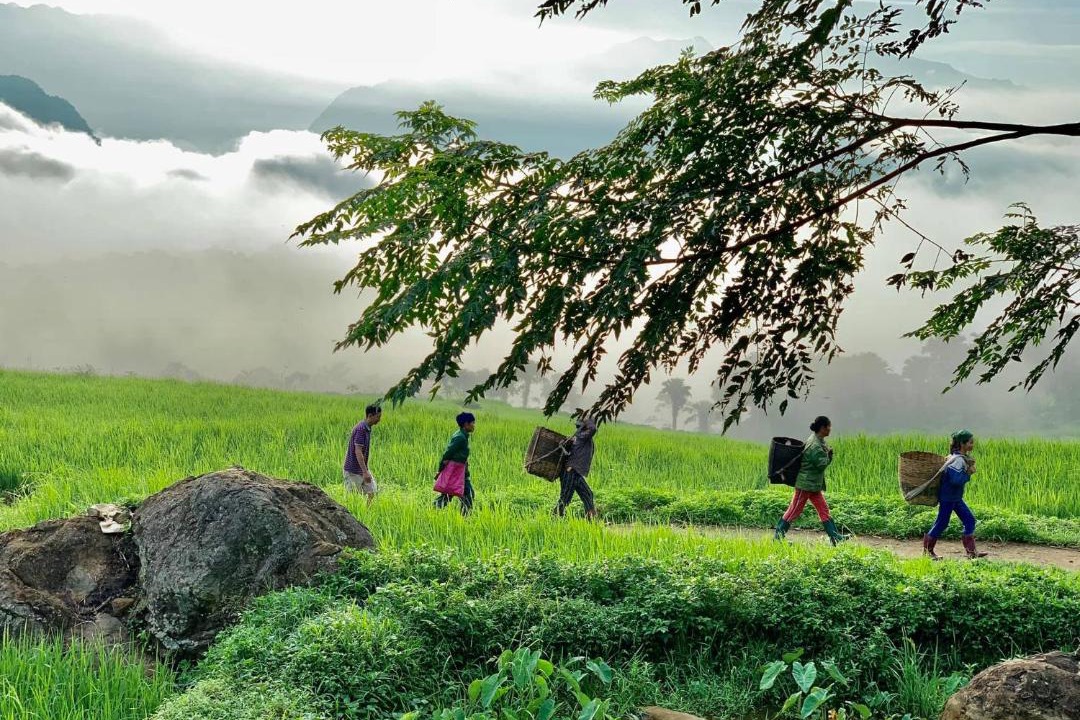 Photo of Others in Pu Long Nature Reserve