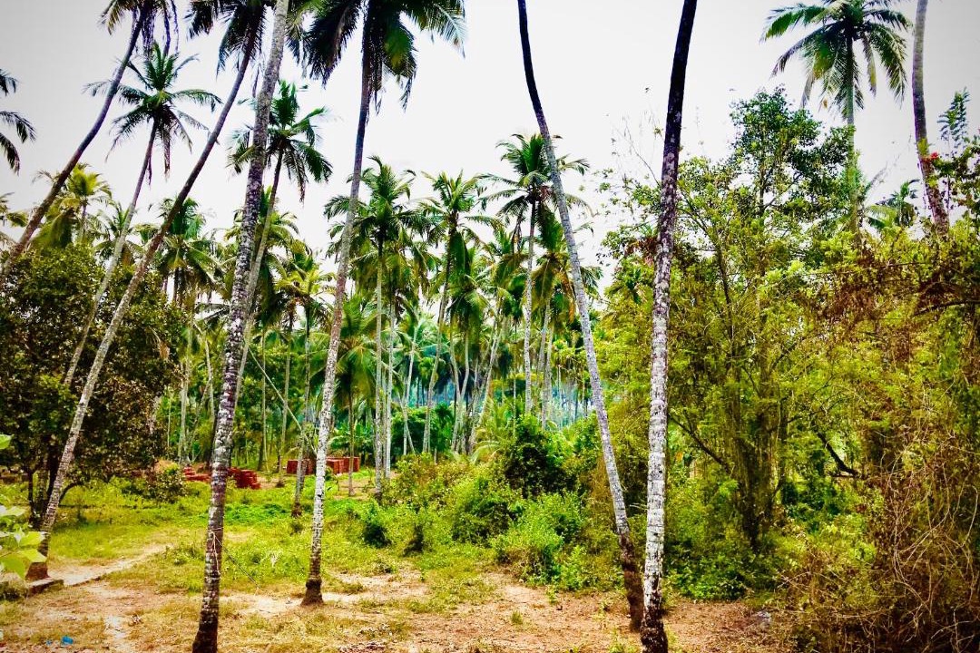 Photo of Others in Thalassery