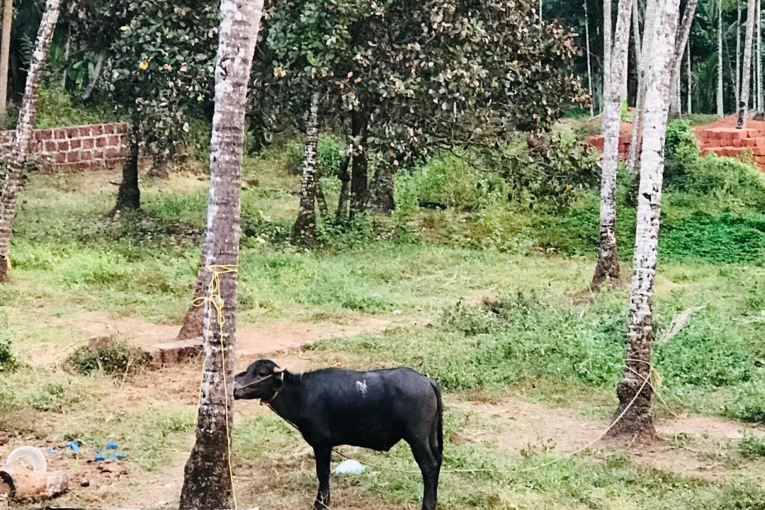Photo of Others in Thalassery