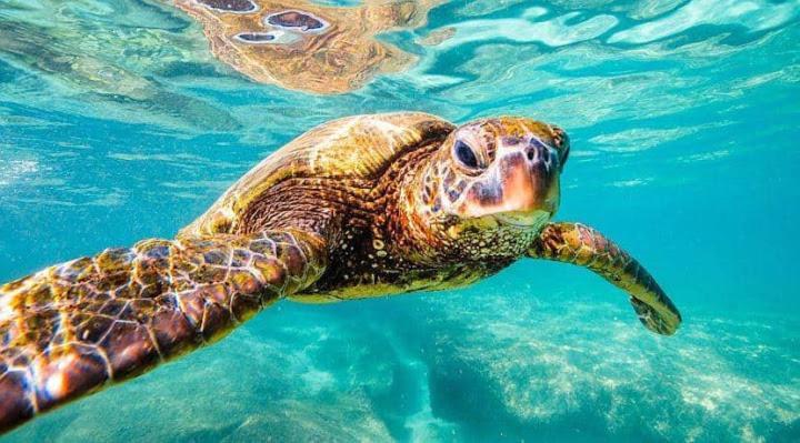 Photo of Others in Bunaken