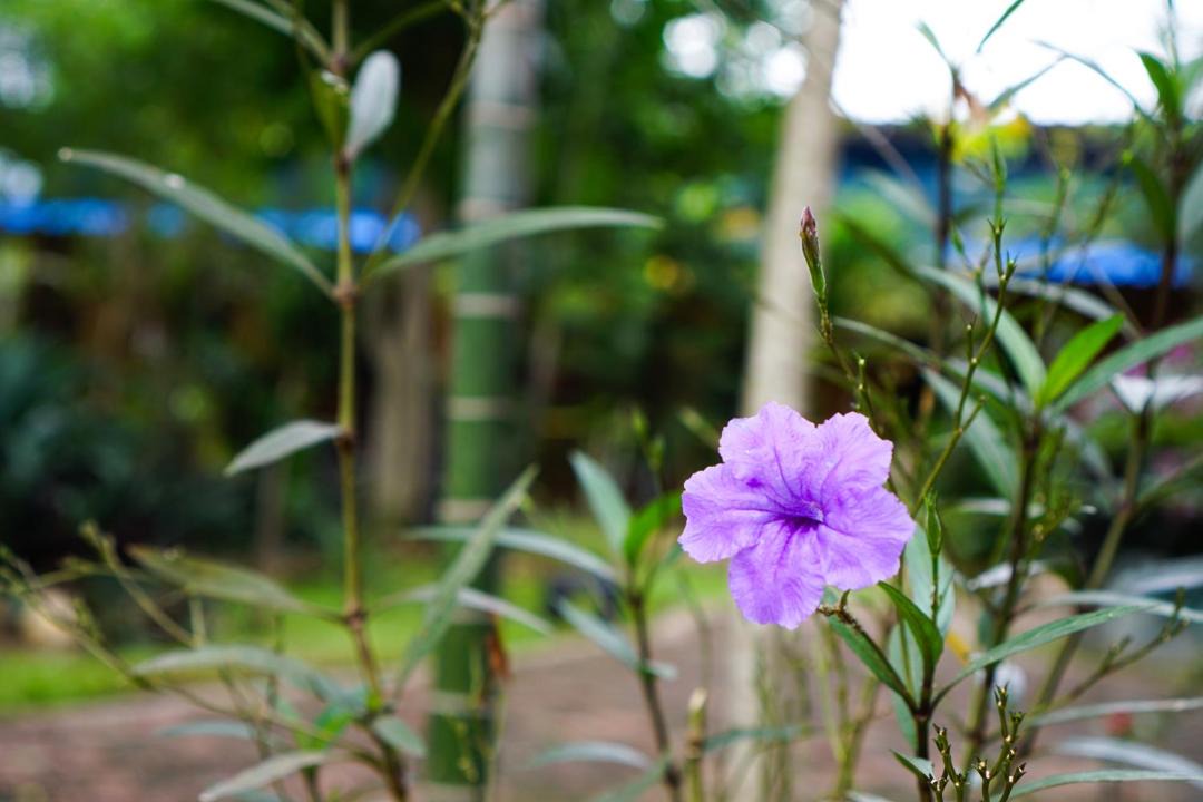 Photo of Outdoor in Ban Tai