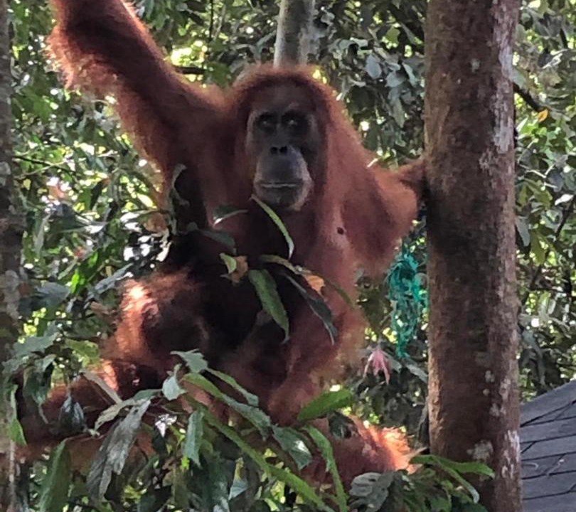 Photo of Others in Bukit Lawang