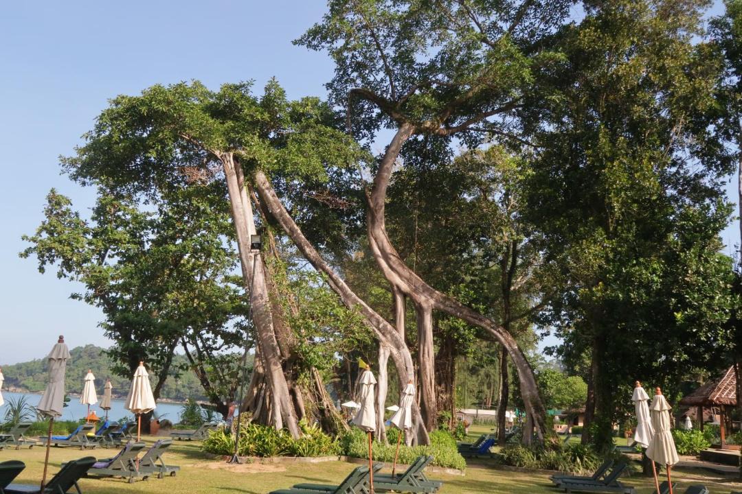 Photo of Others in Khao Lak