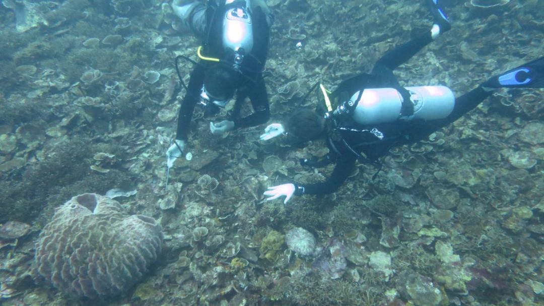 Photo of Others in Maluku Islands