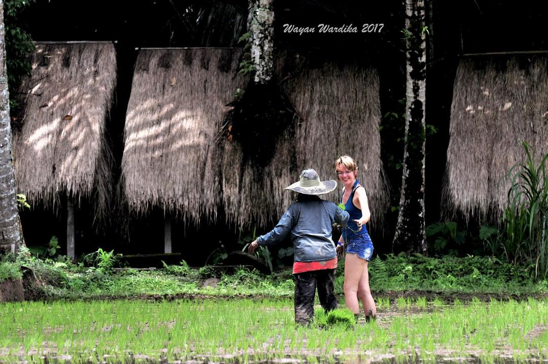 Photo of Others in Taro