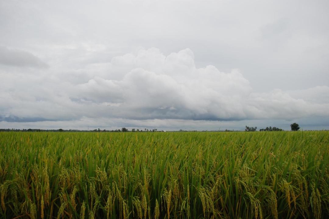Photo of Outdoor in Sekinchan