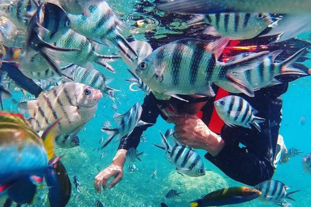 Photo of Others in Redang Island