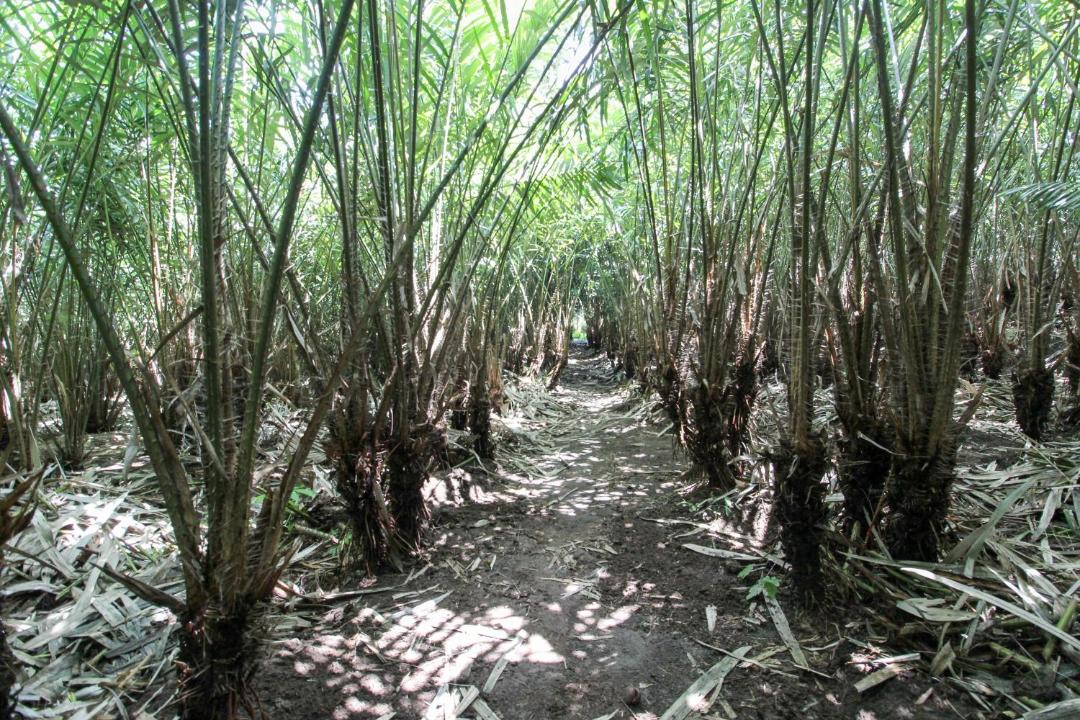Photo of Outdoor in Pakem