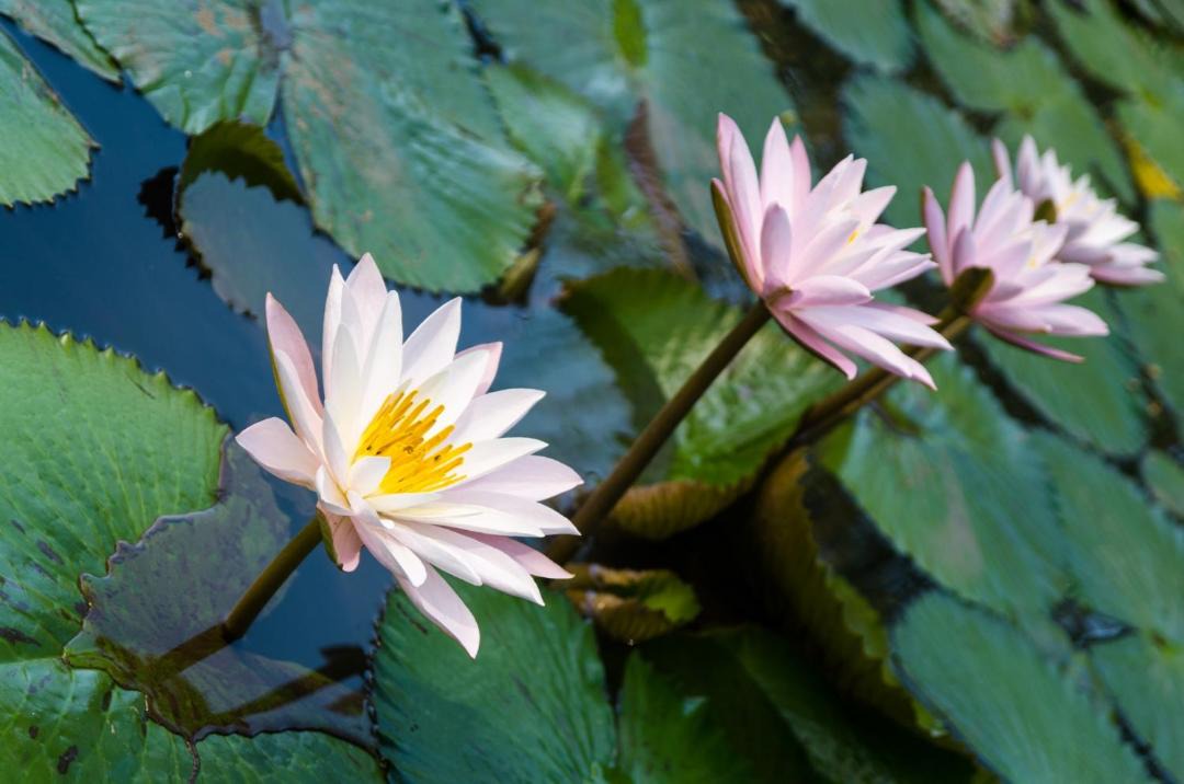 Photo of Others in Luang Prabang