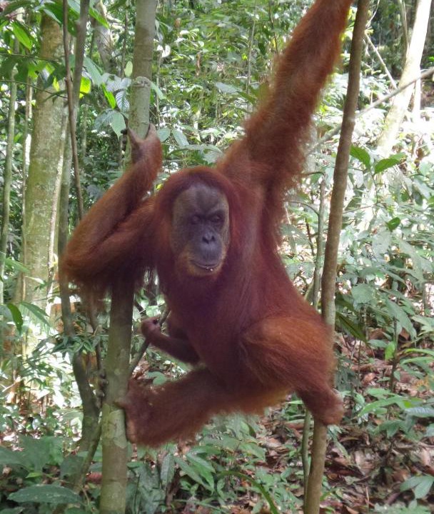 Photo of Others in Bukit Lawang