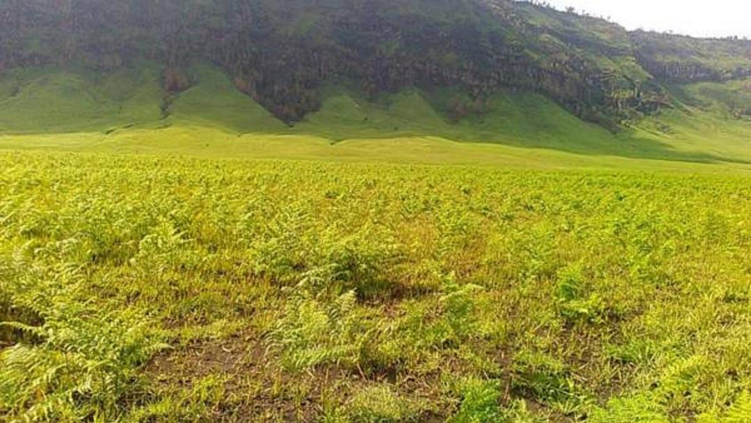 Photo of Outdoor in Tosari