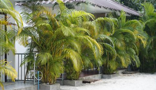 Family Bungalow