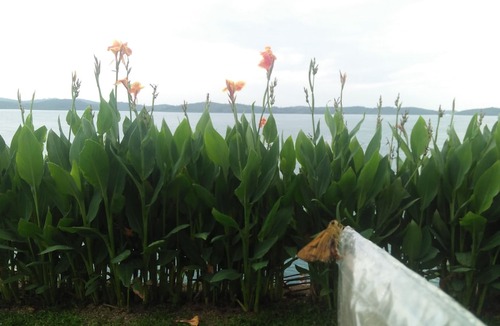 Kabil Hotel | Barelang Bridge Hotel