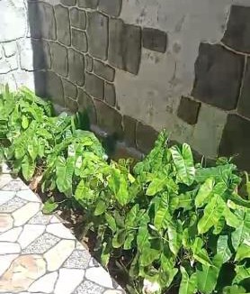 Tanjung House | Rhiani's Villa